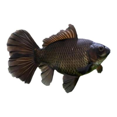 布里斯托金鱼英国草金淡水鱼冷水草种鱼水族宠物观赏鱼