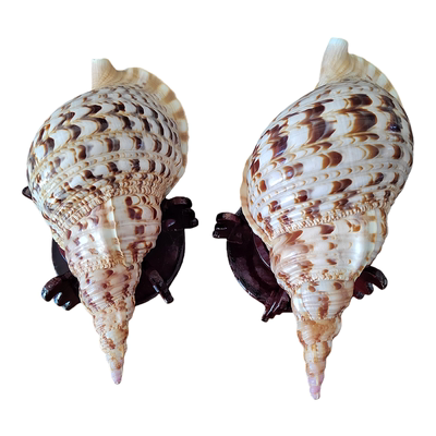 海螺贝壳天然大海螺包邮