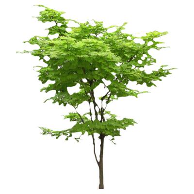 鸡爪槭树苗四季青枫树苗庭院植物盆栽绿化苗木老桩鸡爪槭盆景小苗