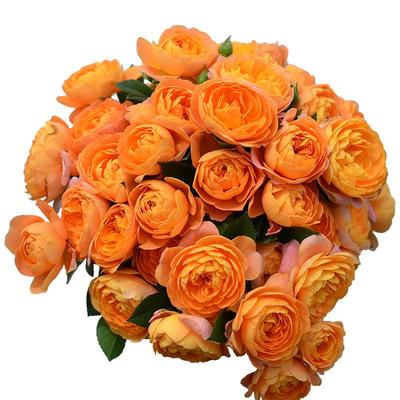 虹越月季花灌木莫妮卡戴维