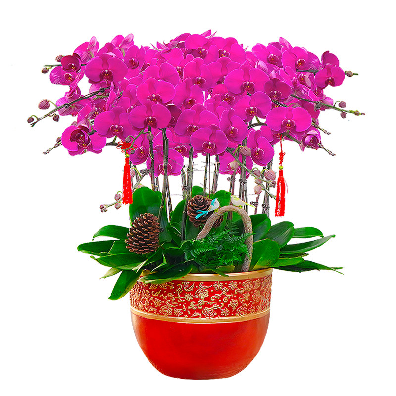 北京特级蝴蝶兰带花苞北京同城送