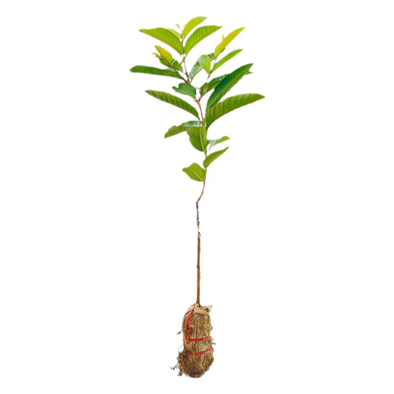 黄金奶油软心芭乐树苗嫁接番石榴果树果苗南北方种植当年结果
