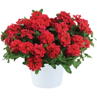 红色花卉庭院花籽多年生美女樱种春夏秋天播种开花室内外盆栽花卉