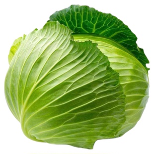 绿甘蓝苗圆白菜苗黄心包菜苗大头菜种籽子苗春秋季阳台菜园蔬菜苗