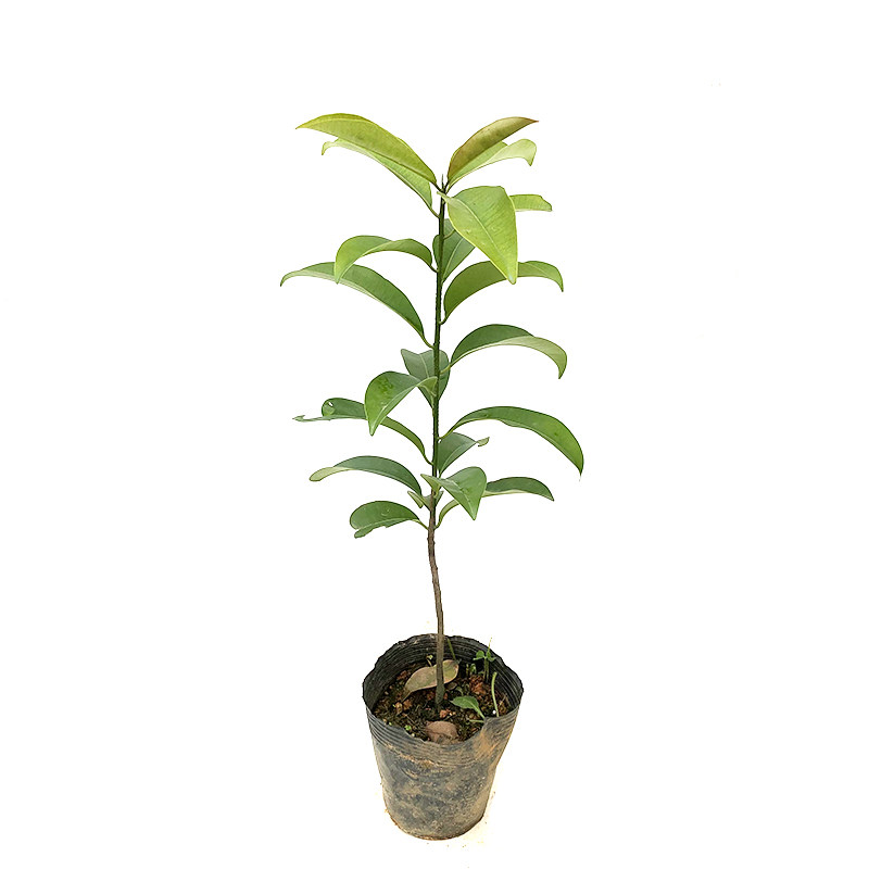 果树苗软枝盆栽四季开花南北方