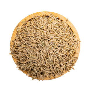 黑麦草种籽子鱼草种籽四季多年生牧草种子鸡鸭草种子提摩西兔子