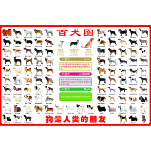 世界名犬挂图狗狗图谱分类科普高清大幅百犬图海报宠物店装饰贴画