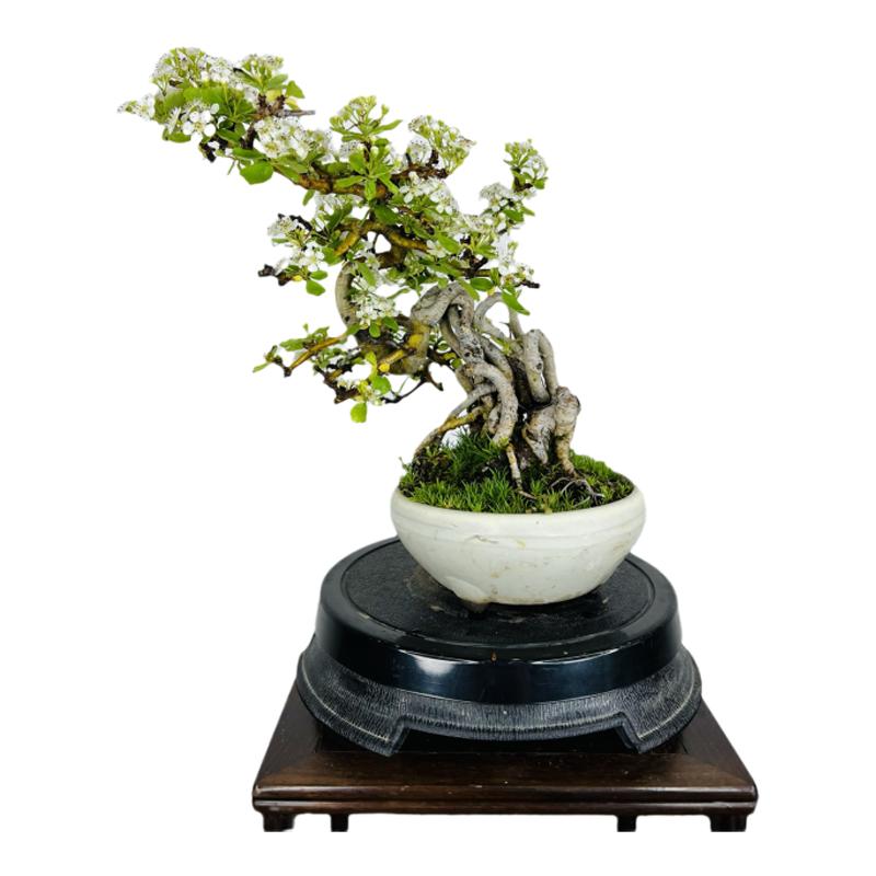 中国记忆日本白花山楂开花结果小品盆景盆栽进口现货