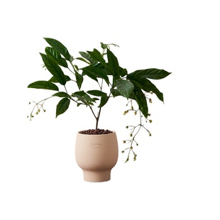 【带花苞发货】垂丝茉莉花盆栽带花苞阳台客厅易活四季花卉绿植物