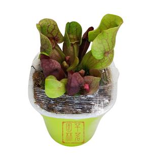 食虫植物瓶子草盆栽怪异捕蝇草猪笼草食人花紫瓶子草茅膏菜食虫草