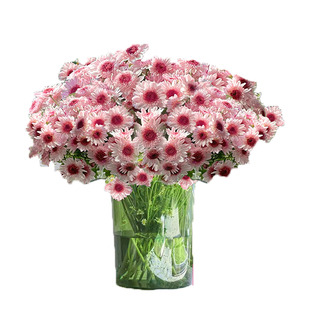 小雏菊鲜花顺丰次日达云南直发鲜切花卉真花期长好养情人节插花束