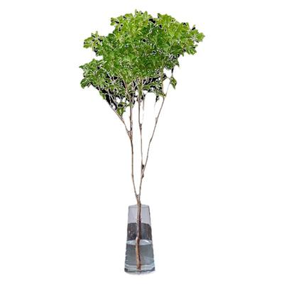 马醉木室内小森系花期长水养绿植