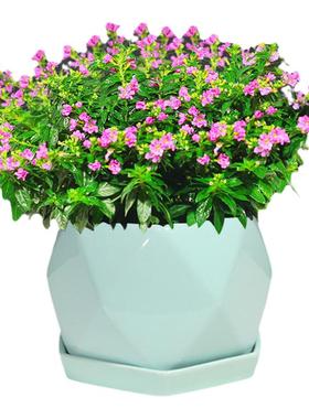 绿植盆栽花卉摆件带花苞满天星