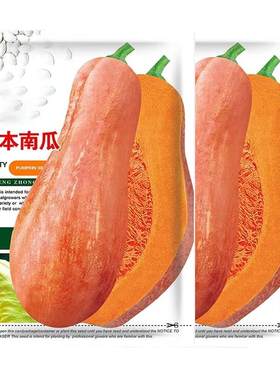 蜜本南瓜种孑贝贝南瓜种籽包发芽