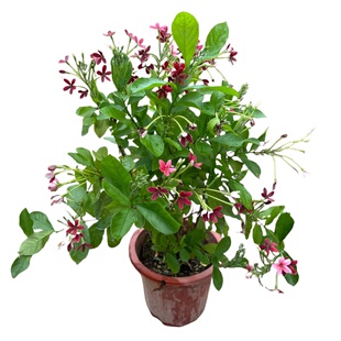 使君子爬藤植物大花苗重瓣带花苞驱蚊植物室内外庭院阳台四季常绿