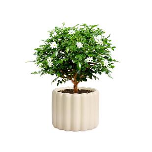 达摩九里香盆栽办公室绿植室内驱蚊四季花卉桌面植物小盆景好养活
