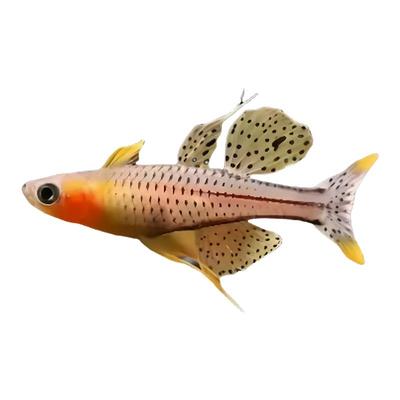 阿鲁珍珠燕子鱼热带观赏鱼