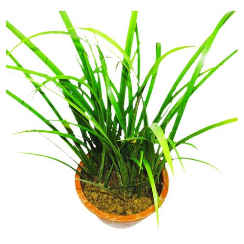 贵州随手香 茴香菖蒲 盆栽花卉 五香草 牛羊鸡鸭鱼肉卤菜食用香料
