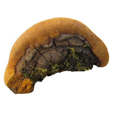 野生杨树桑黄长白山产地灵芝