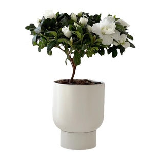 亲爱的绿植 四季开花比利时稀有白杜鹃盆栽室内阳台好养植物花卉