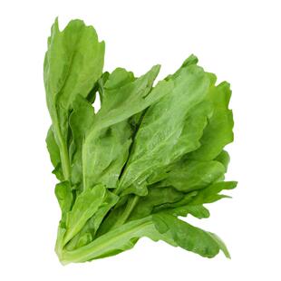 大叶茼蒿菜种子皇帝菜种子小叶茼蒿菜种孑四季桐蒿子杆籽蔬菜种子