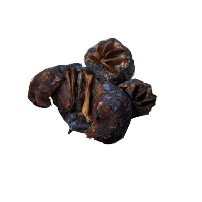 有核野柿子君迁子奶枣柿黑枣多核