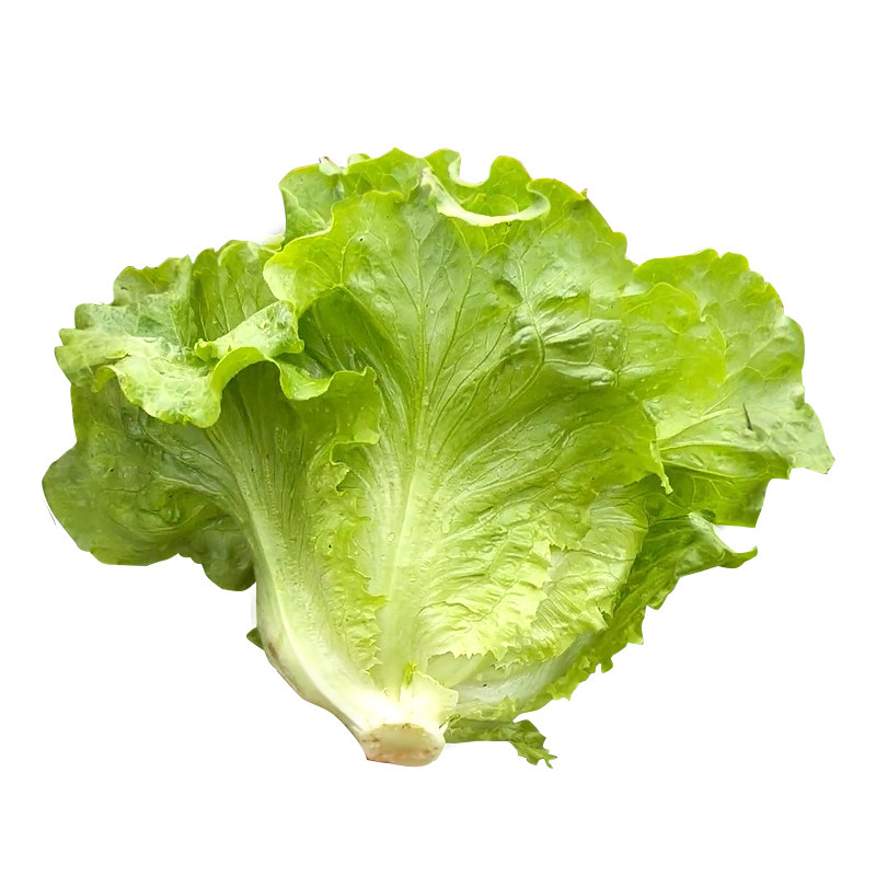 高产意大利生菜苗秧四季速生耐抽苔结球红皱大速盆栽小院阳台种子