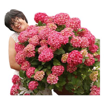 海妈家自产绣球花苗新手易养