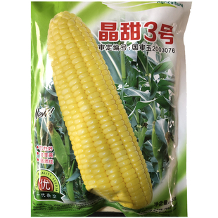 超甜水果玉米种孑特大高产甜玉米种子四季甜糯玉米种籽新品种耐旱