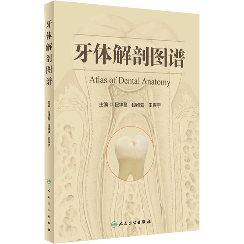 牙体解剖图谱 段坤昌 段维轶 王振宇 主编 成年人恒牙婴幼儿乳牙体实物标本图像牙列咬合口腔科书籍 人民卫生出版社9787117341998