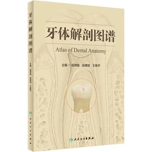 牙体解剖图谱 段坤昌 段维轶 王振宇 主编 成年人恒牙婴幼儿乳牙体实物标本图像牙列咬合口腔科书籍 人民卫生出版社9787117341998
