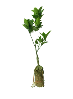 新品种塔希提香水柠檬青柠果苗