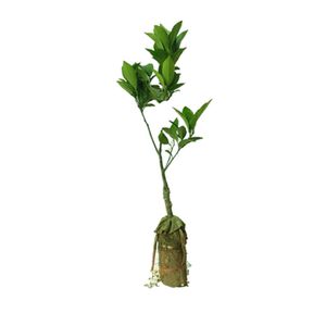 新品种塔希提香水柠檬青柠果苗
