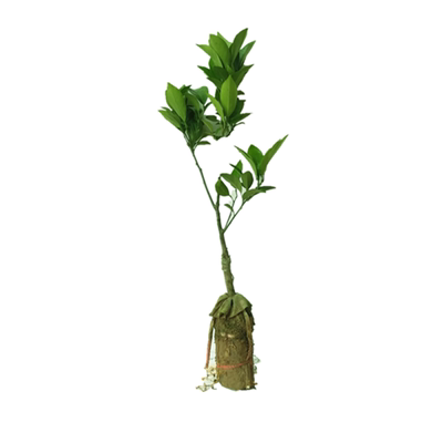 新品种塔希提香水柠檬青柠果苗