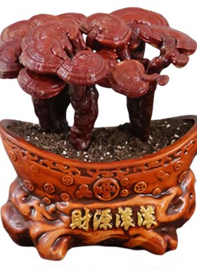 活灵芝盆栽植物摆件真灵芝树可食用办公桌面林芝礼品中式招财盆景