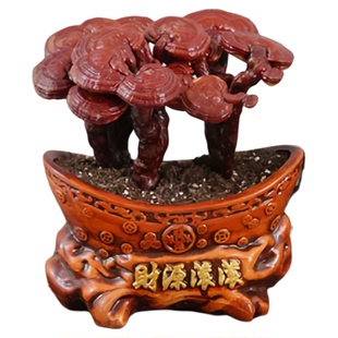 活灵芝盆栽植物摆件真灵芝树可食用办公桌面林芝礼品中式招财盆景
