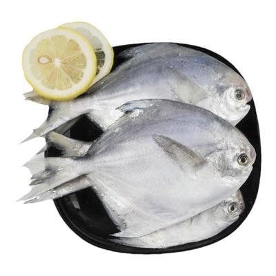 4斤新鲜银鲳鱼舟山海捕白鲳鱼