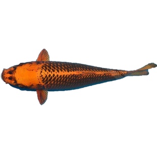 金松叶锦鲤鱼纯种活体观赏鱼风水鱼淡水鱼招财冷水鱼红白三色