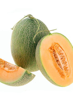 哈密瓜网纹瓜甜瓜香瓜种子种苗