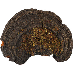 买3送1三京堂桑黄桑黄灵芝灵芝长白山桑黄500g