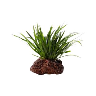 菖蒲火山石鱼缸乌龟缸造景水草懒人活体增氧阴性淡水金钱沉水植物