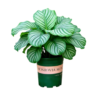 青苹果竹芋盆栽老桩大苗室内办公室桌面植物客厅净化空气花卉绿植