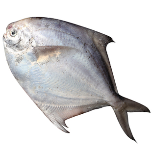 【银鲳鱼】舟山野生银鲳鱼大昌鱼平鱼海捕深海东海白鲳鱼新鲜冷冻