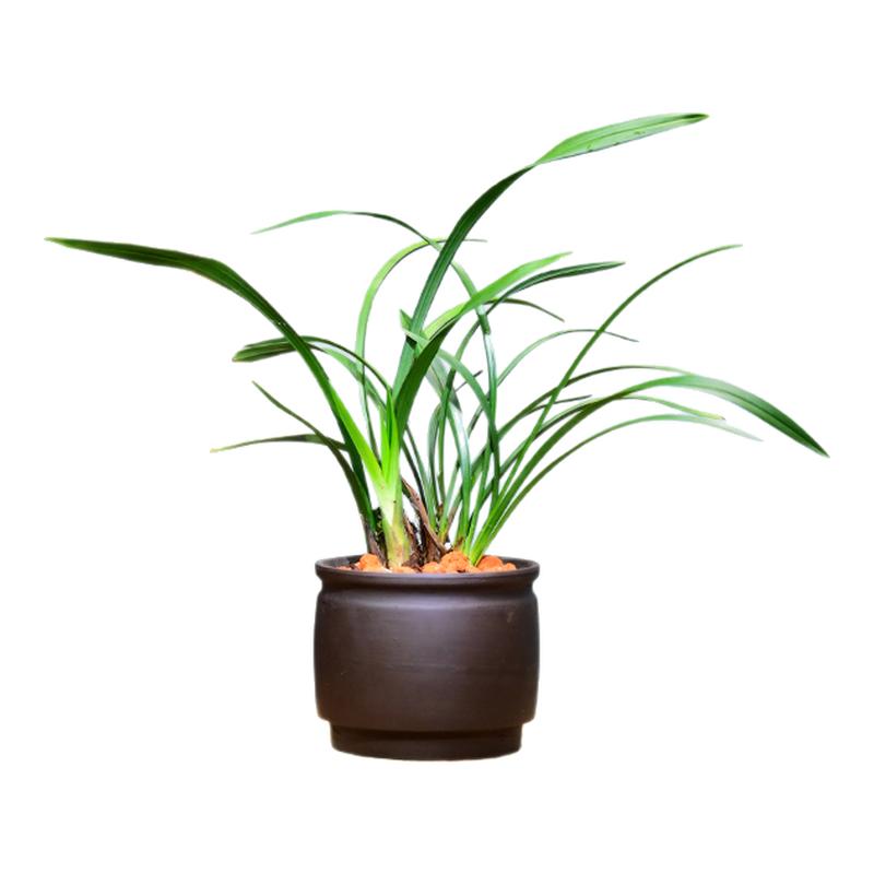 老种春兰大富贵荷瓣带花浓香好养
