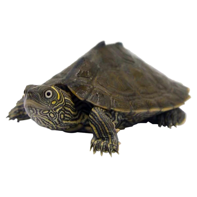 外塘龟好养深水活泼好动