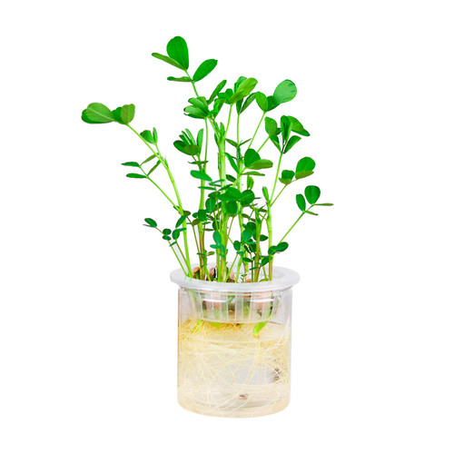 学生儿童幼儿园水培花生植物角发芽盒种植材作业观察科学实验盆栽