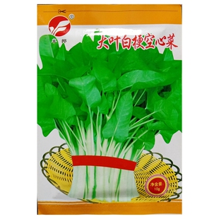 大叶白梗空心菜种子白茎通心菜通菜蓊菜蕹菜藤菜种籽10克/袋100粒