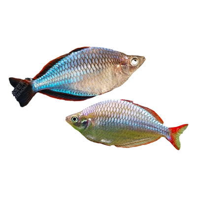 电光美人群游热带观赏鱼刚果美人