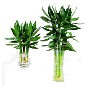 文昌竹观音竹水培植物带根富贵竹粗杆荷花竹子盆栽办公室桌面绿植