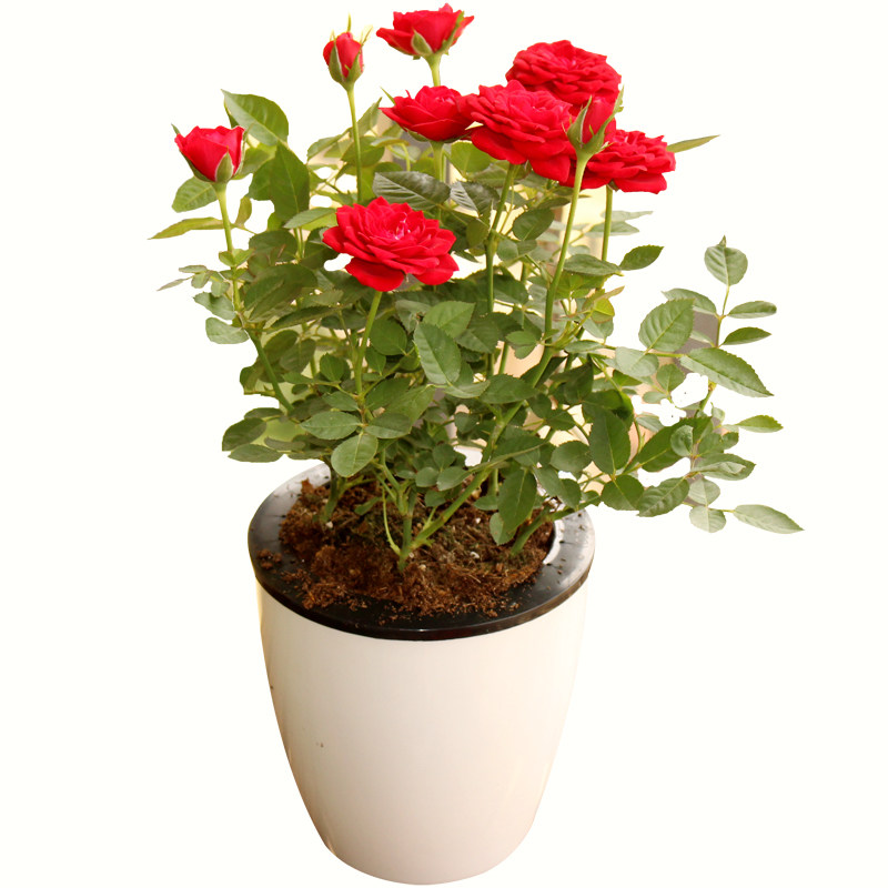绿植绿植盆景月季玫瑰花苗